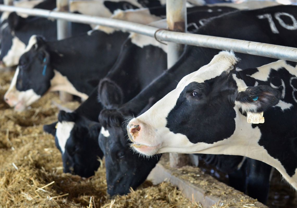 'Cleaner, Greener' Cows: how is seaweed helping in the fight against climate change?