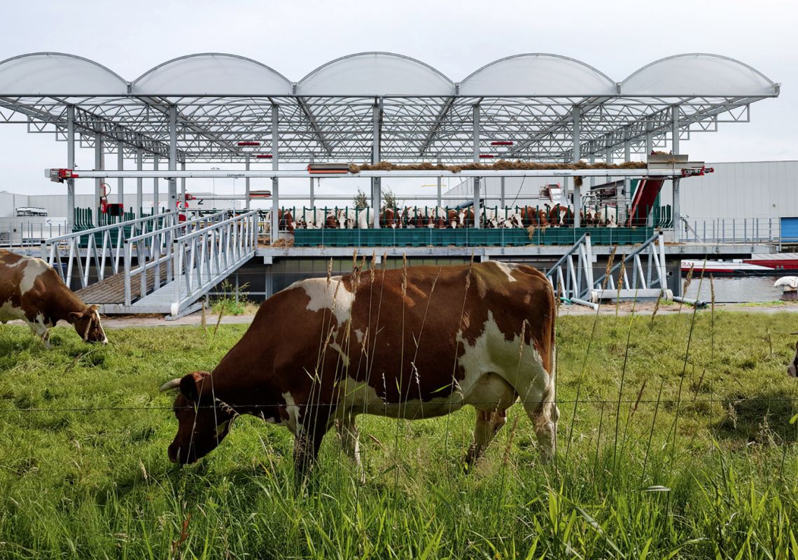 Dutch appetite for dairy fuels remarkable growth