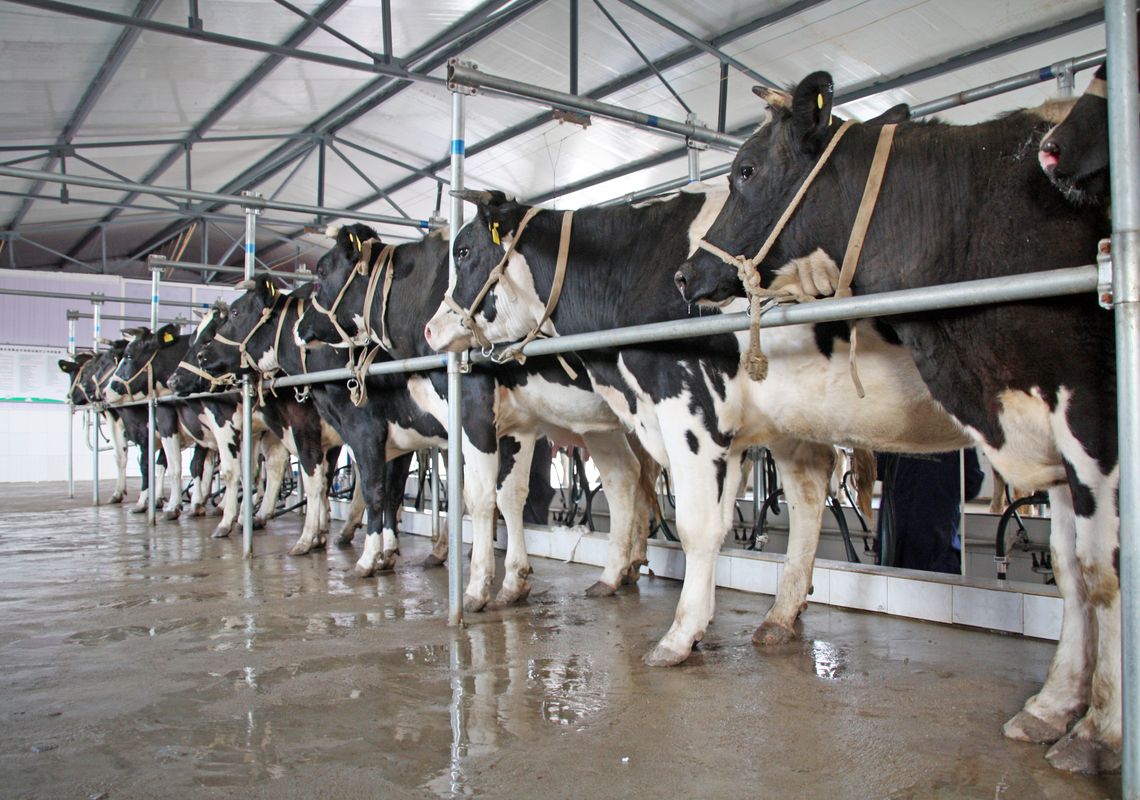 Demand for dairy under the spotlight as GDT dairy prices peak
