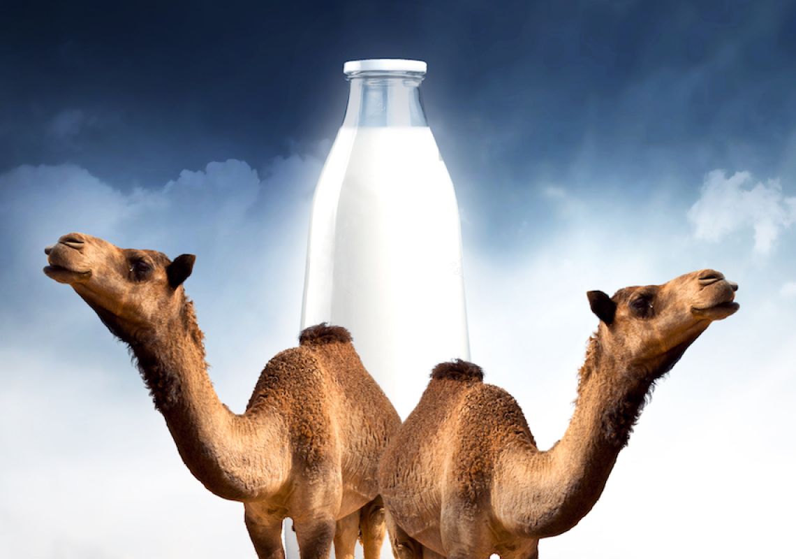 Camel milk: Could ’ships of the desert’ present an alternative future for those with dairy intolerance?