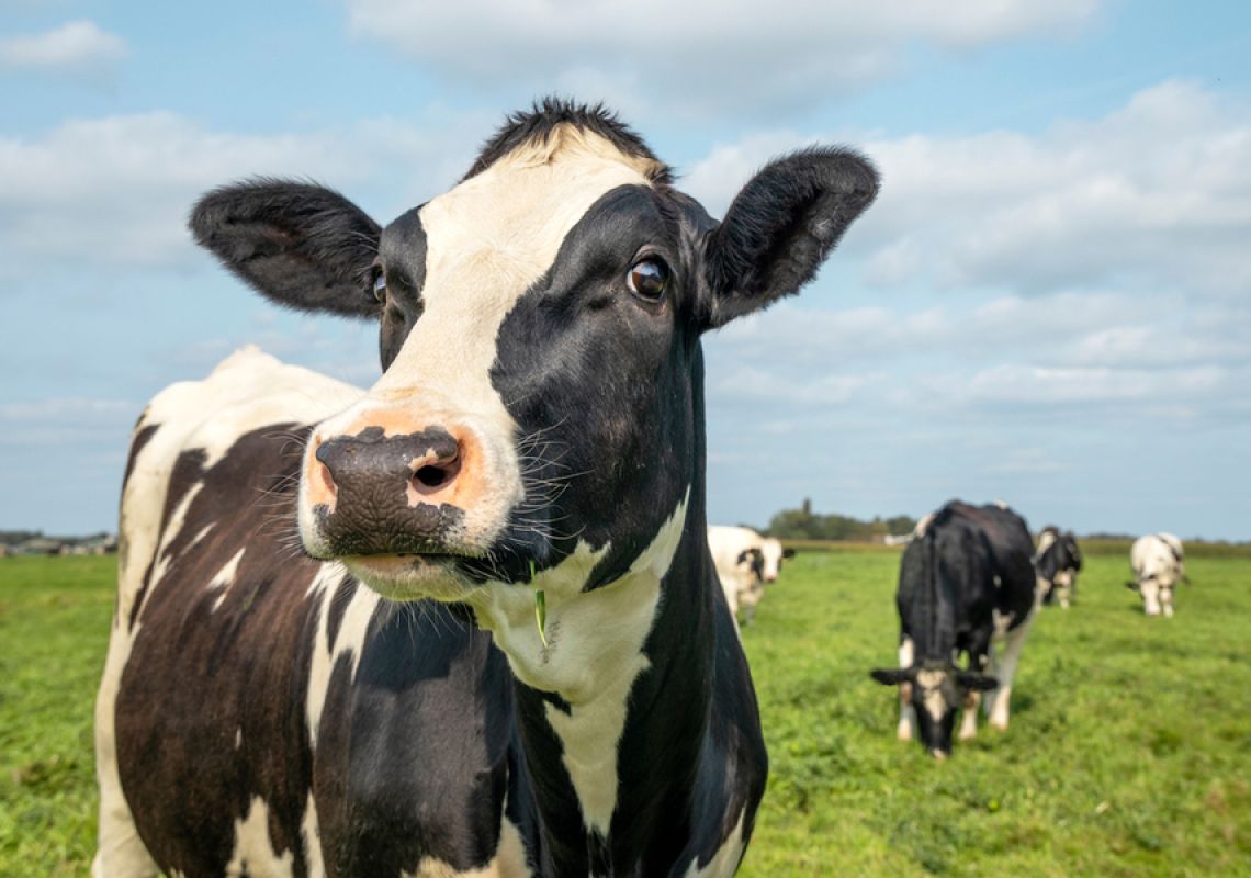 Research suggests ‘Livestock Lockdown’ may affect dairy cows emotional wellbeing
