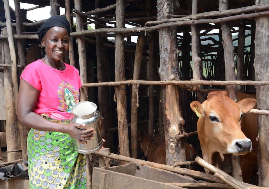 Dairy as a force for good: how Jersey cows are transforming Rwandan communities